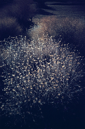mojave dawn 11.3.11, 2011