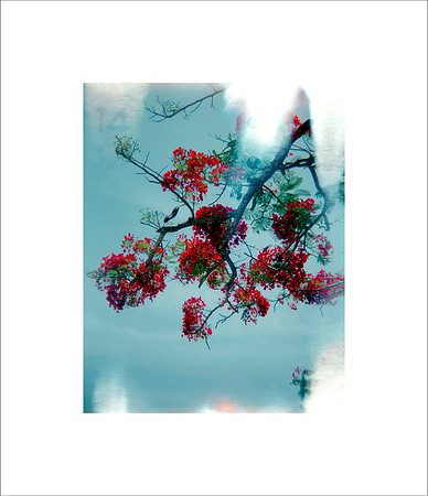 pod 14; a haiku, 2003