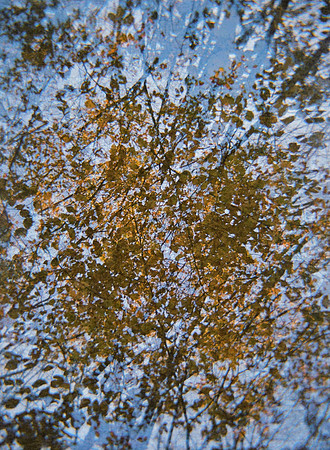 trees like disco too, 2019