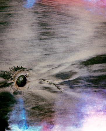 gone walkabout, 2011