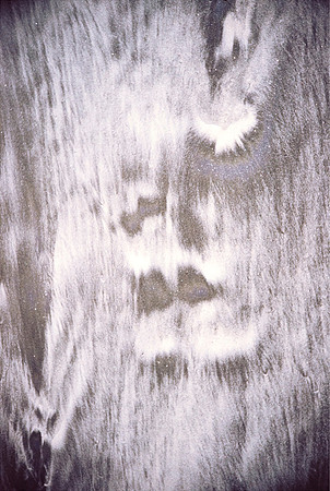 dove, 2011