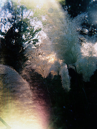 dissolve, 2007