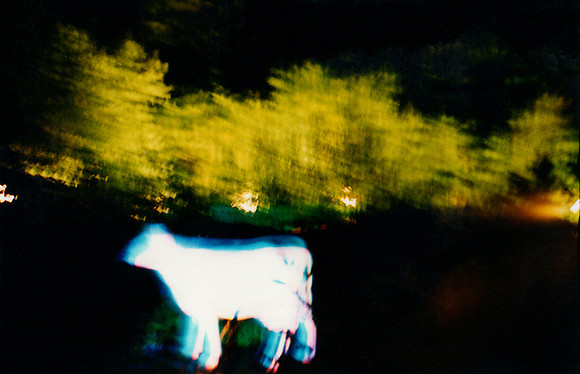 holy cow, 2000