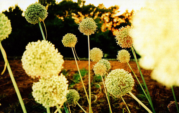 alium, 2009